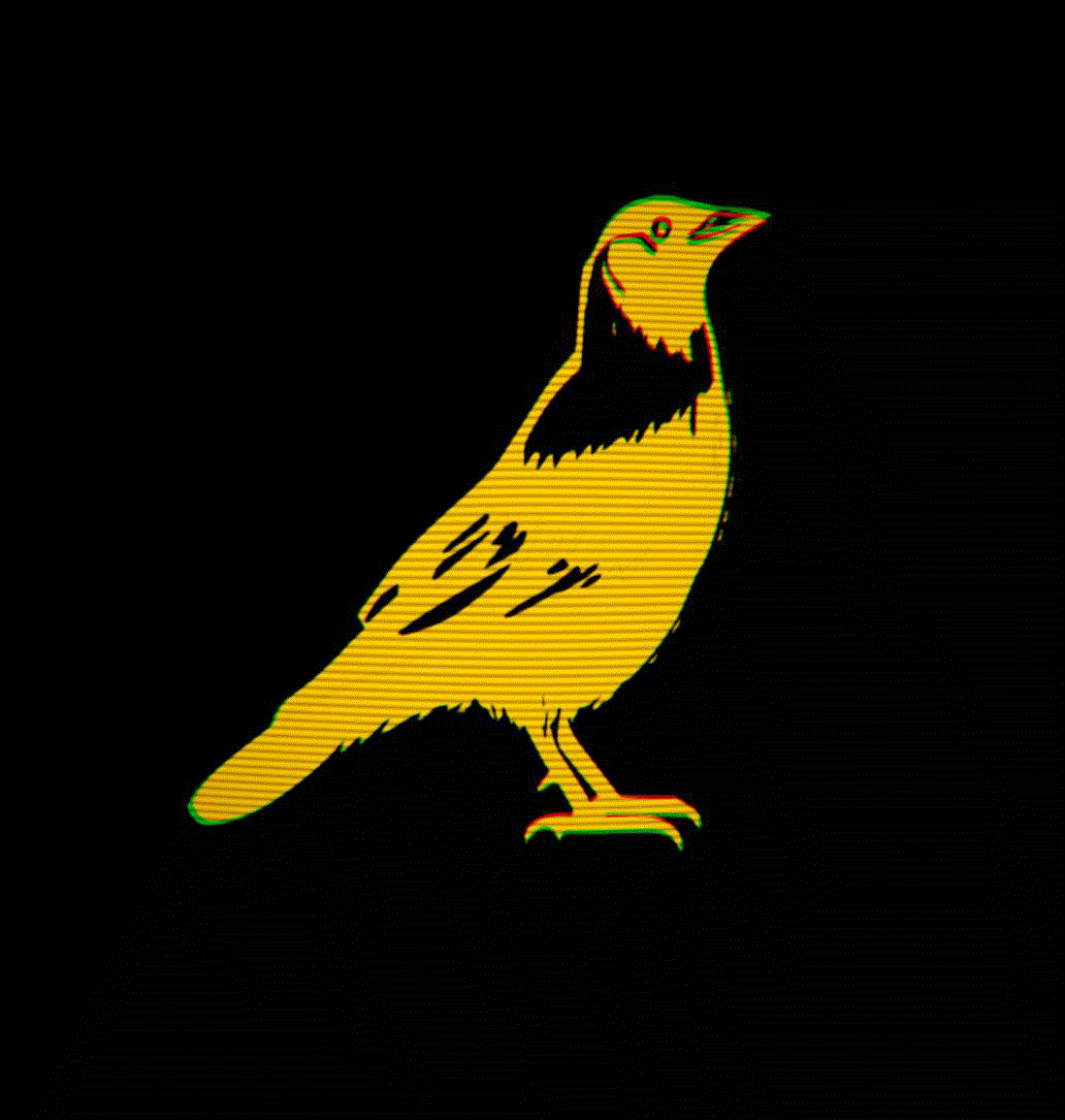 The Jackdaw Choice